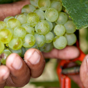 Hamilton Russell Vineyards harvest