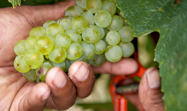 Hamilton Russell Vineyards harvest