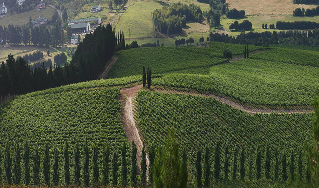 Hamilton Russell Vineyards