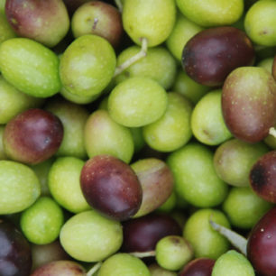 Freshly picked Frantoio Olives