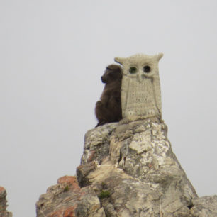Baboon resting against a Koos Malgas owl