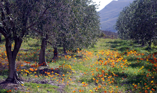 wild flowers and olive trees